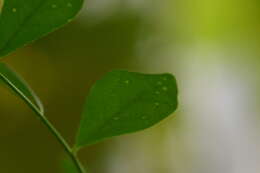 Image of orange jasmine