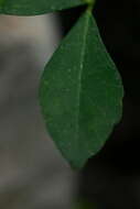 Image of orange jasmine