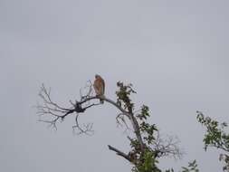 Image of Red-shouldered Hawk