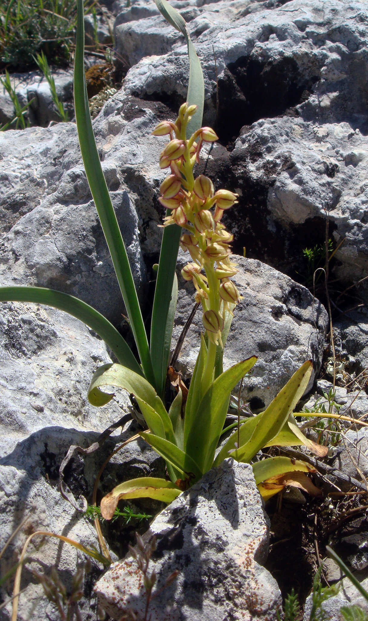 Image of Man orchid