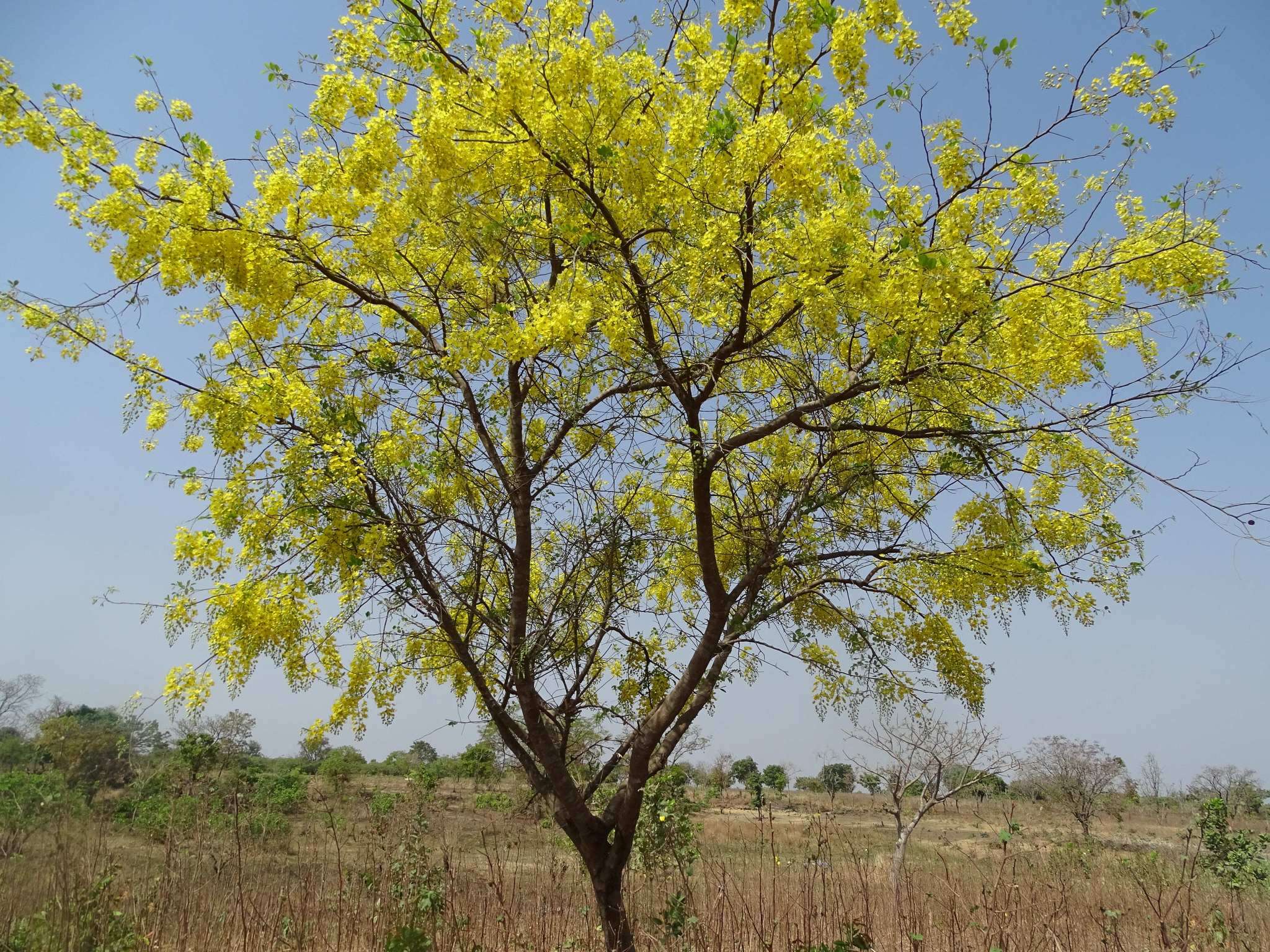 Image of Drumstick Tree