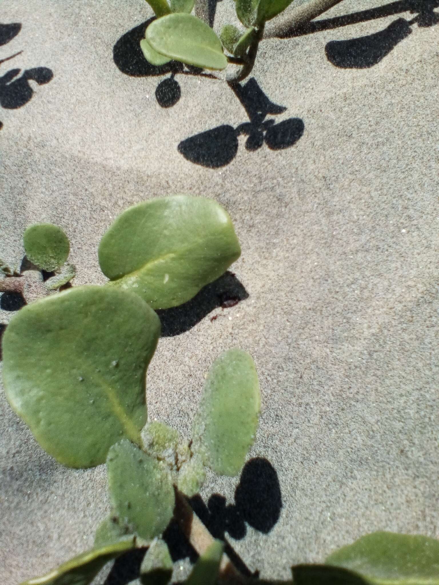 Image of Abronia maritima subsp. maritima