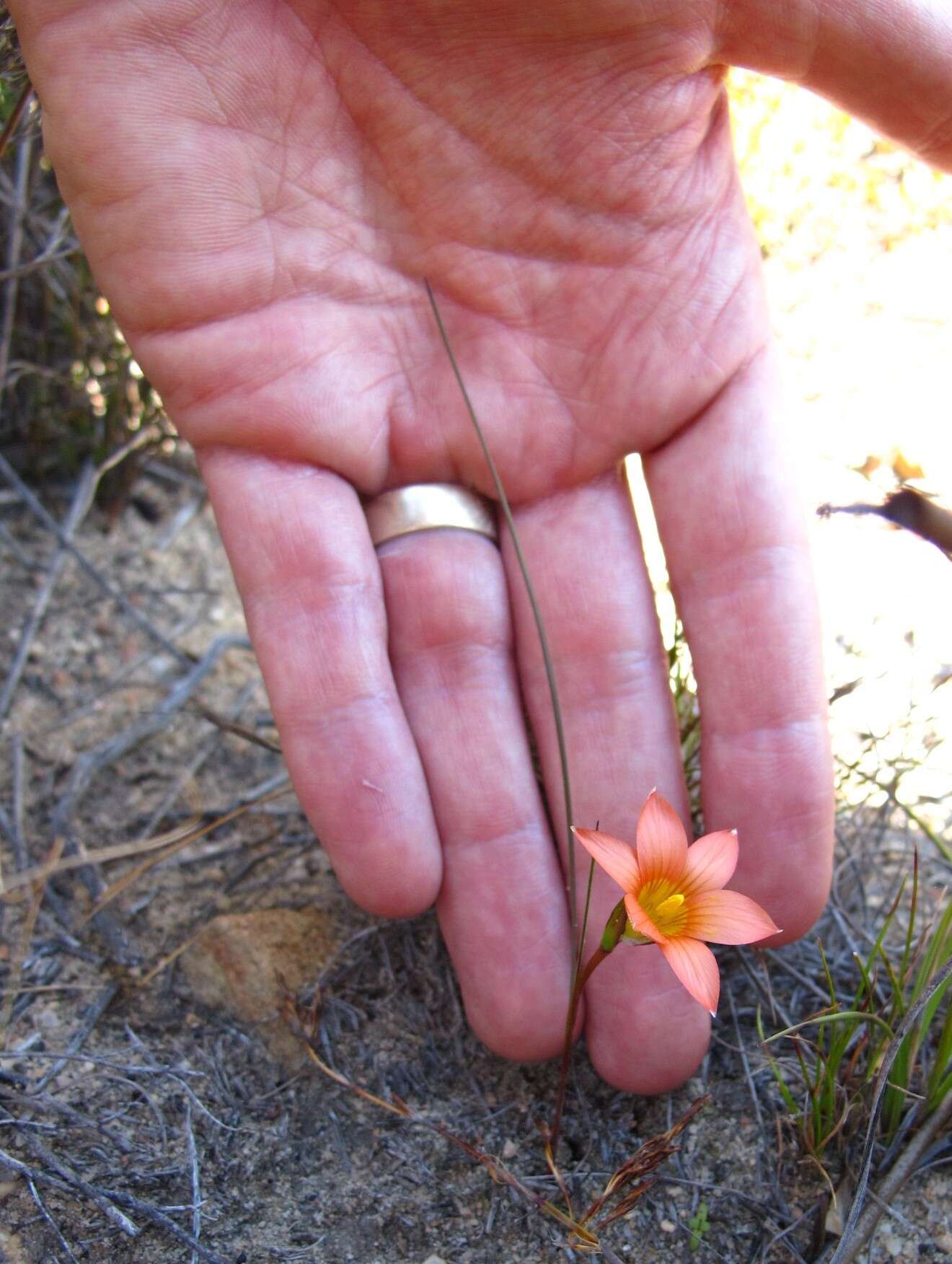 Image of Romulea setifolia var. setifolia