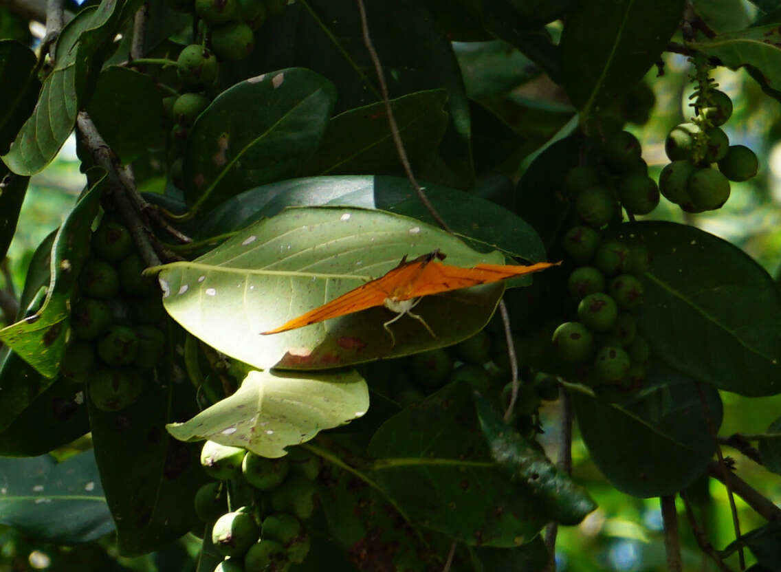 Image of Ruddy Daggerwing