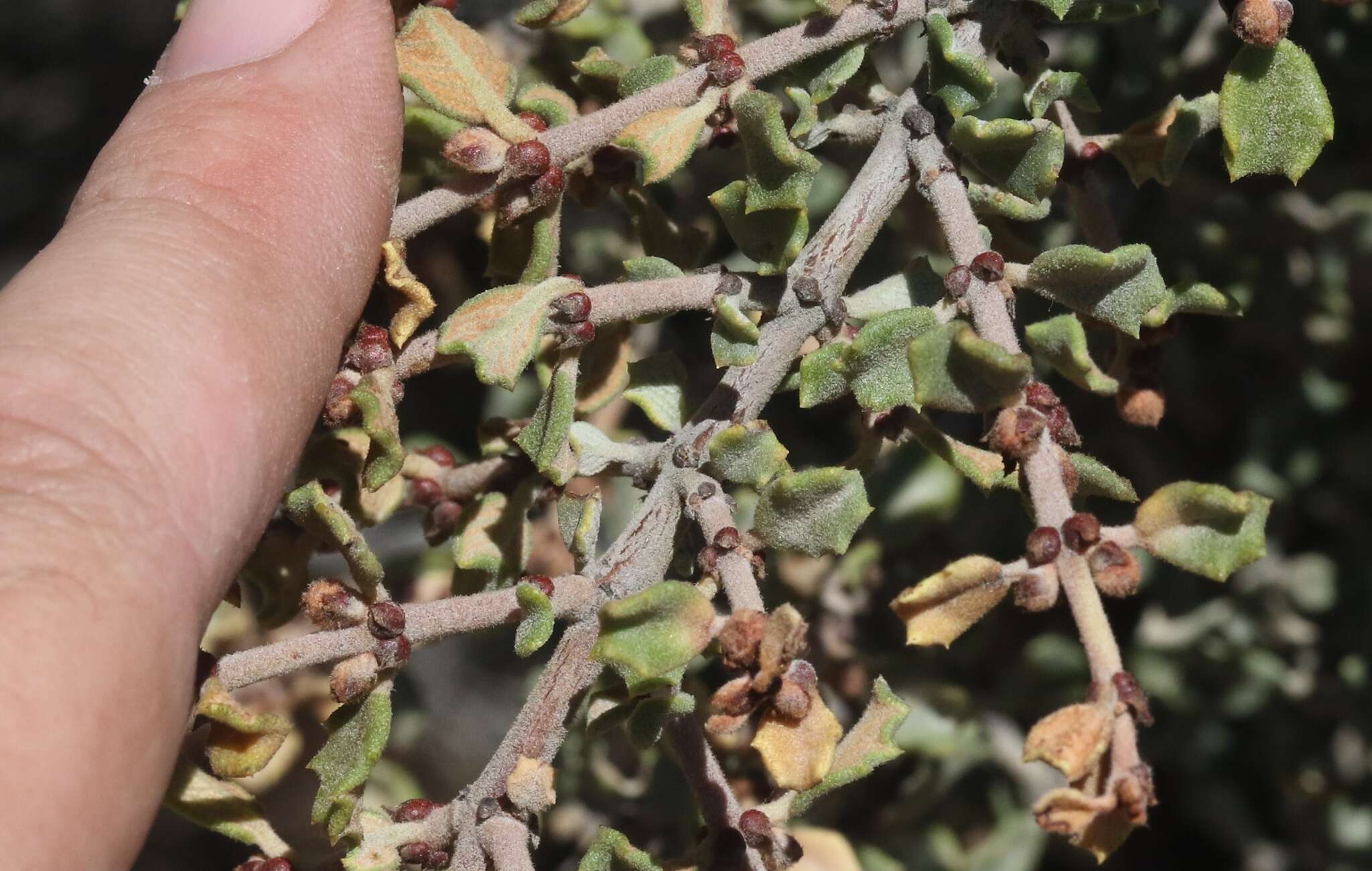 Image of ceanothus