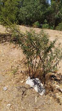 Image of Chilean Nightshade Chilean