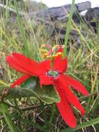 Image of Red passion flower