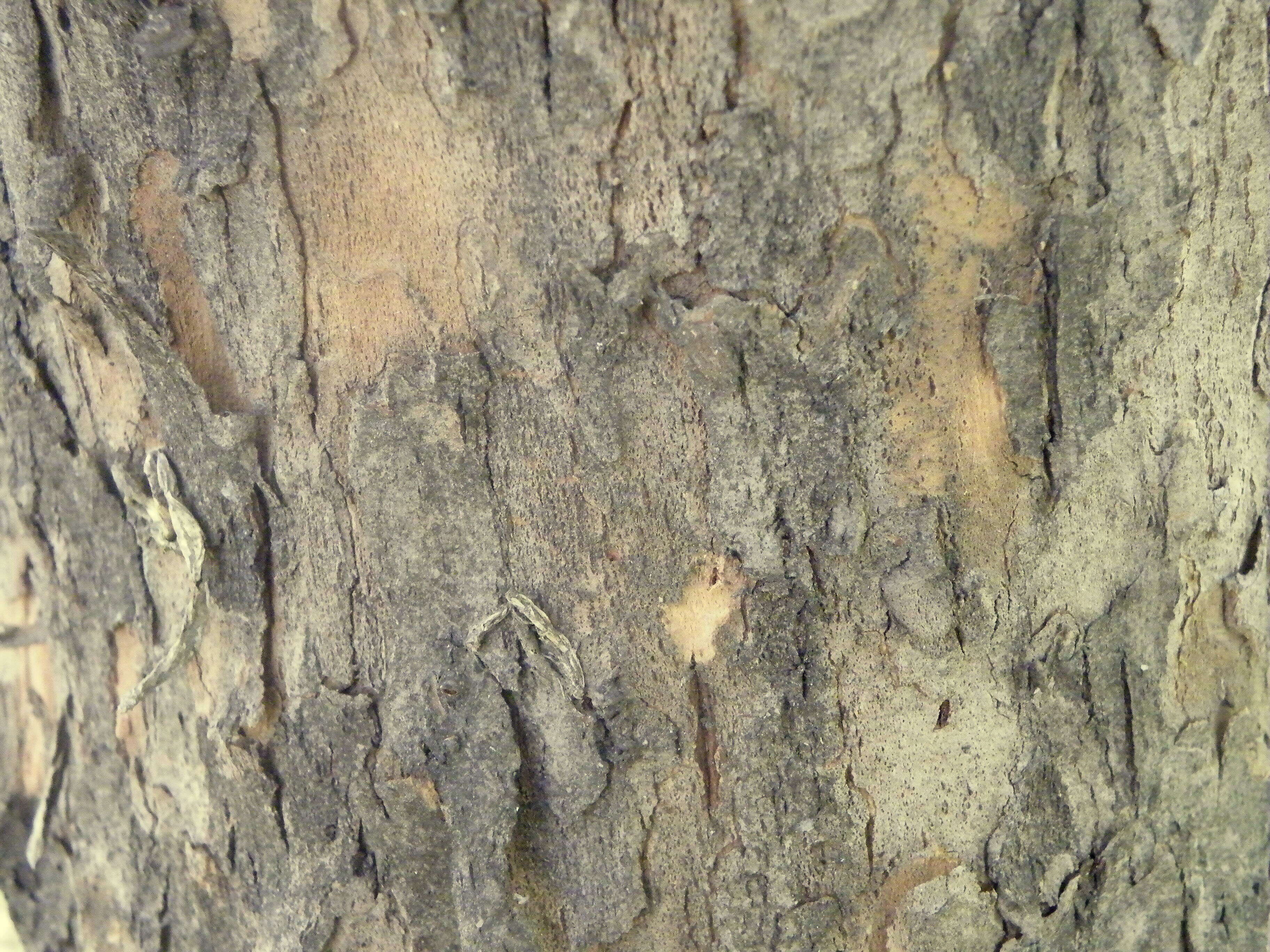 Image of Cornelian cherry dogwood