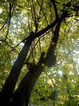 Image of Cornelian cherry dogwood