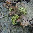 Image of Porites randalli Forsman & Birkeland 2009