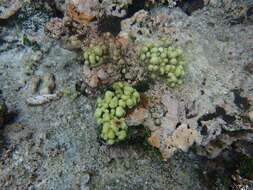 Image of Porites randalli Forsman & Birkeland 2009