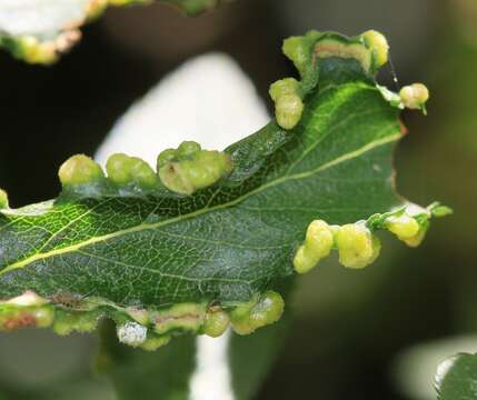 Imagem de <i>Eriophyes similis</i> (Nalepa 1890)