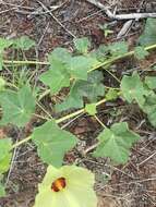 Image of Hibiscus schinzii Gürke ex Schinz