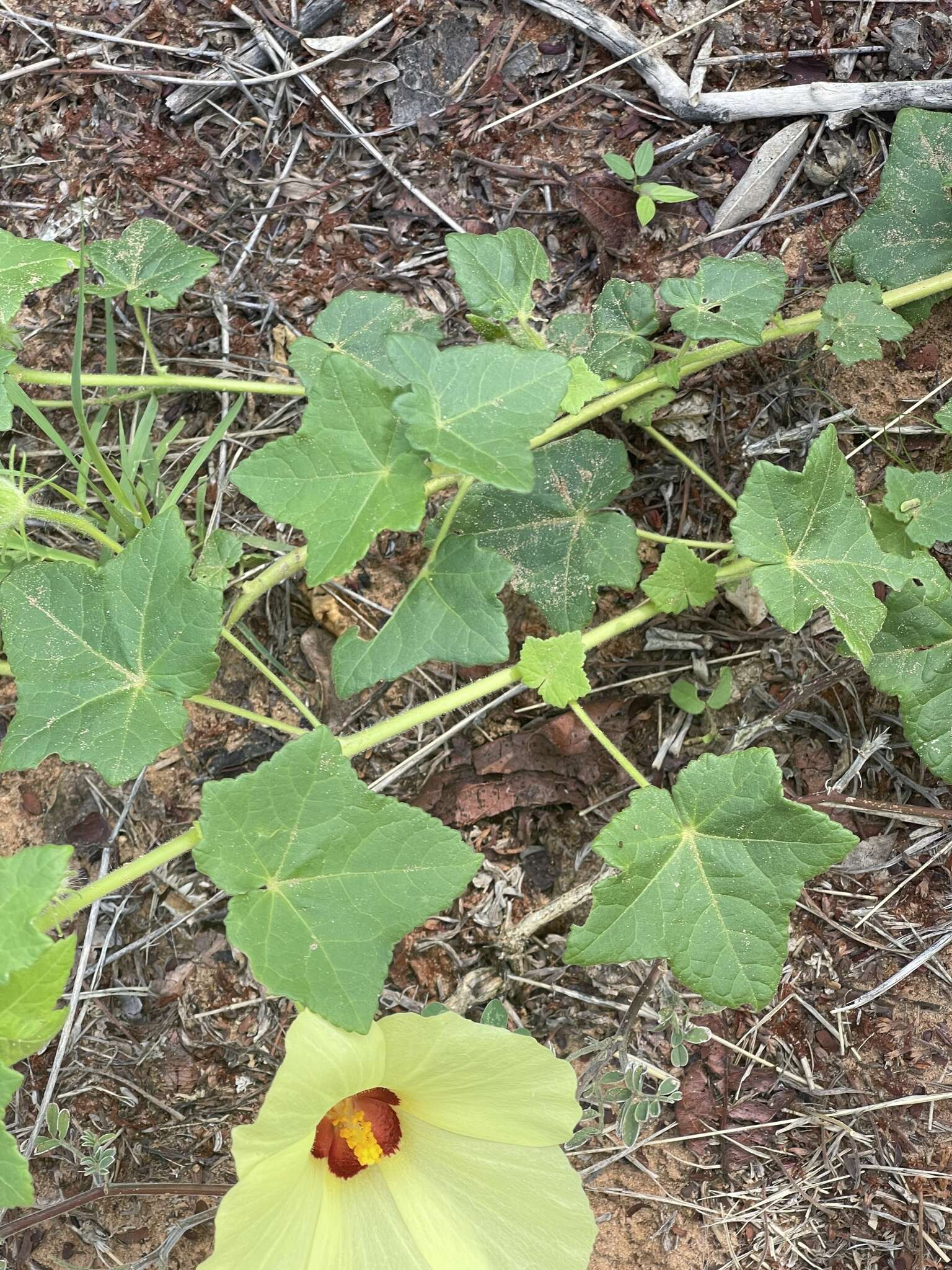 Image of Hibiscus schinzii Gürke ex Schinz