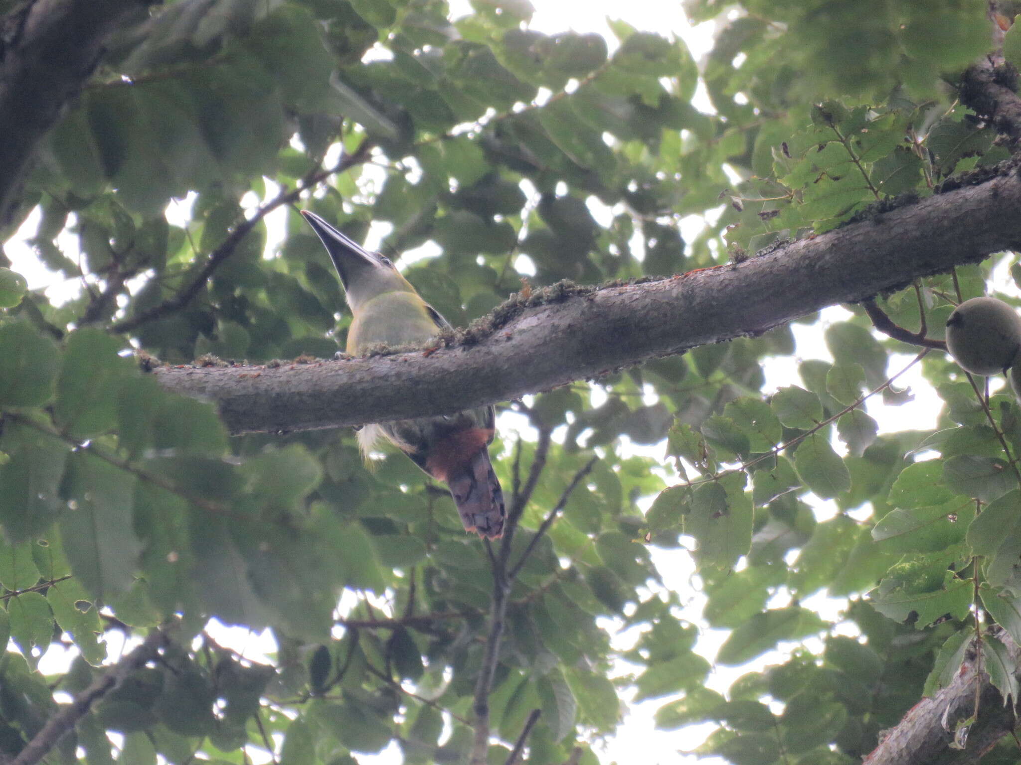 Aulacorhynchus albivitta (Boissonneau 1840)的圖片