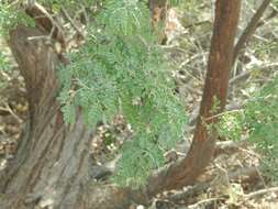 Image of Senegalia peninsularis Britton & Rose