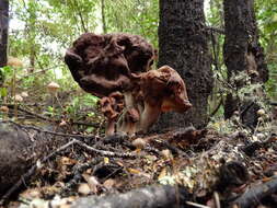 Image of Gyromitra tasmanica Berk. & Cooke 1878