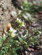 Image of common whitlowgrass