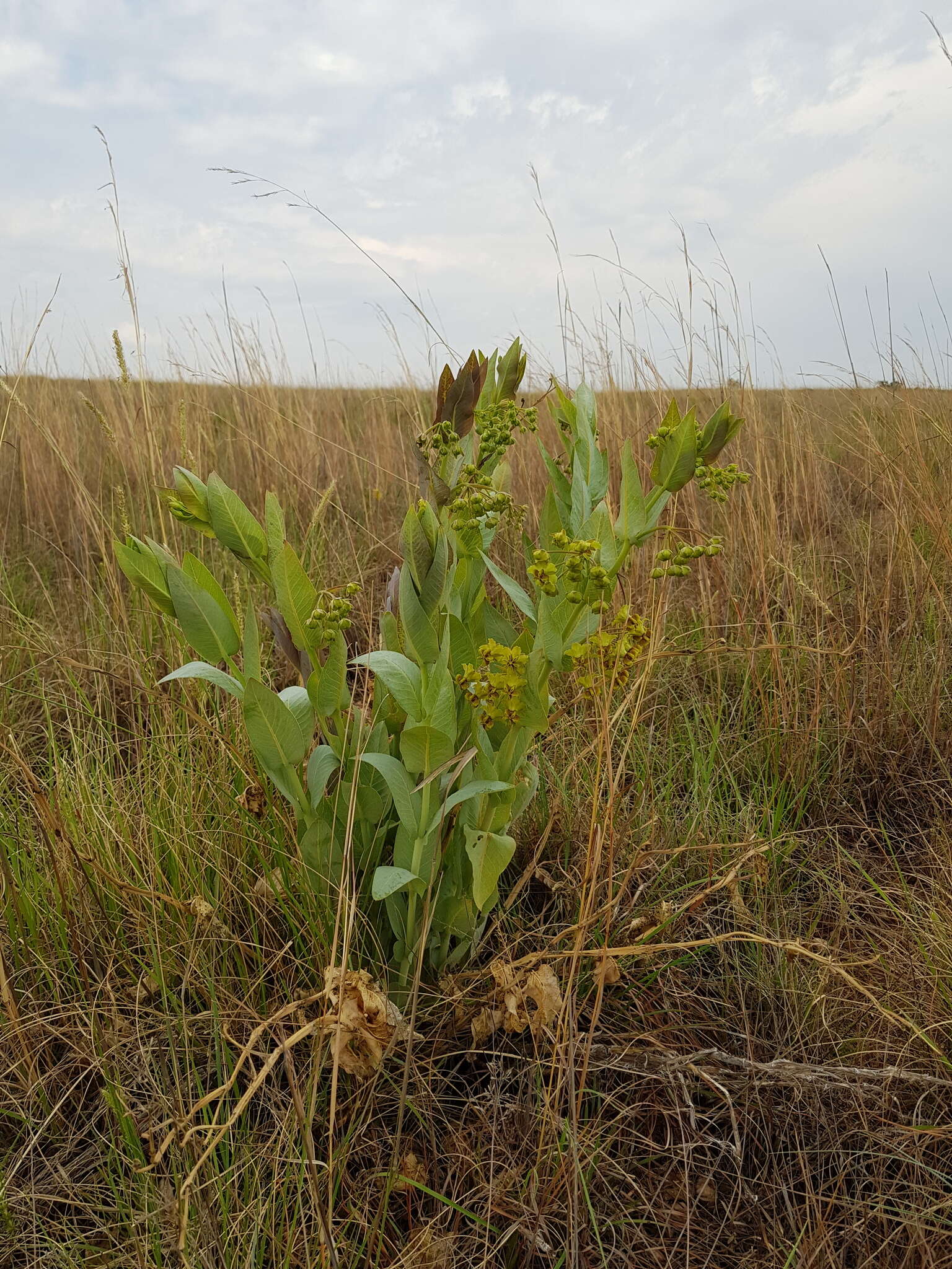 Sivun Asclepias glaucophylla (Schltr.) Schltr. kuva