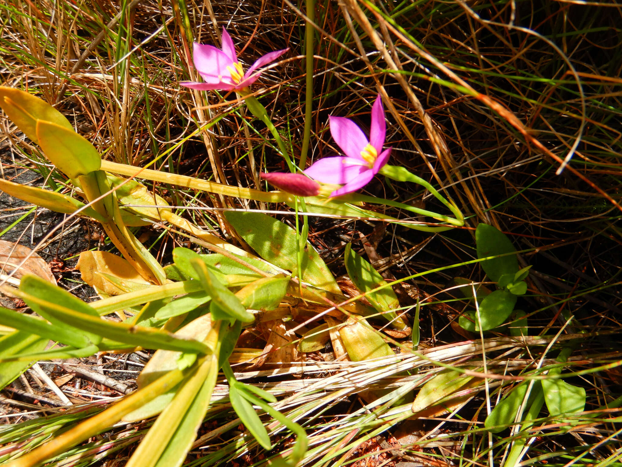 Image of Chironia jasminoides L.