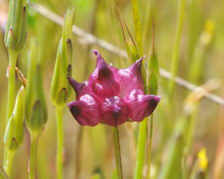 Trifolium depauperatum var. amplectens (Torr. & A. Gray) S. Watson的圖片