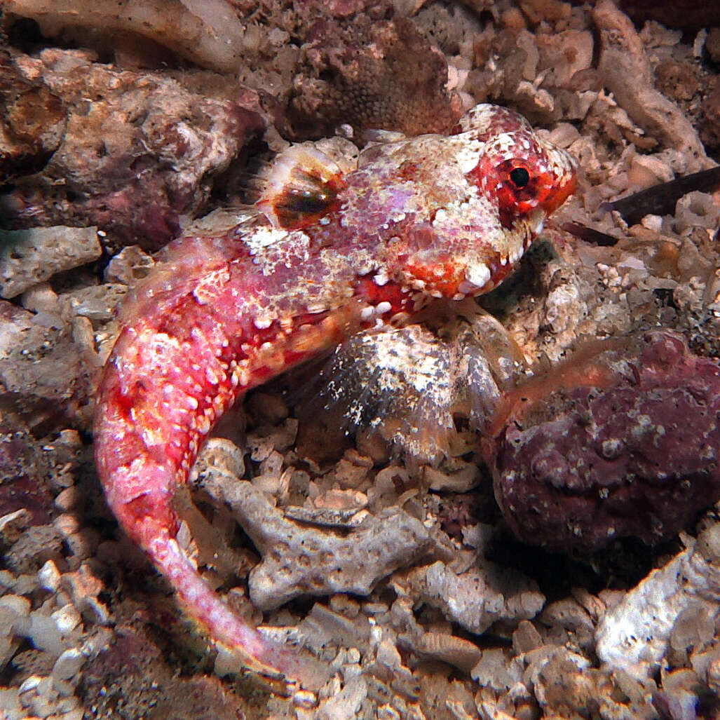 Image of Morrison's dragonet