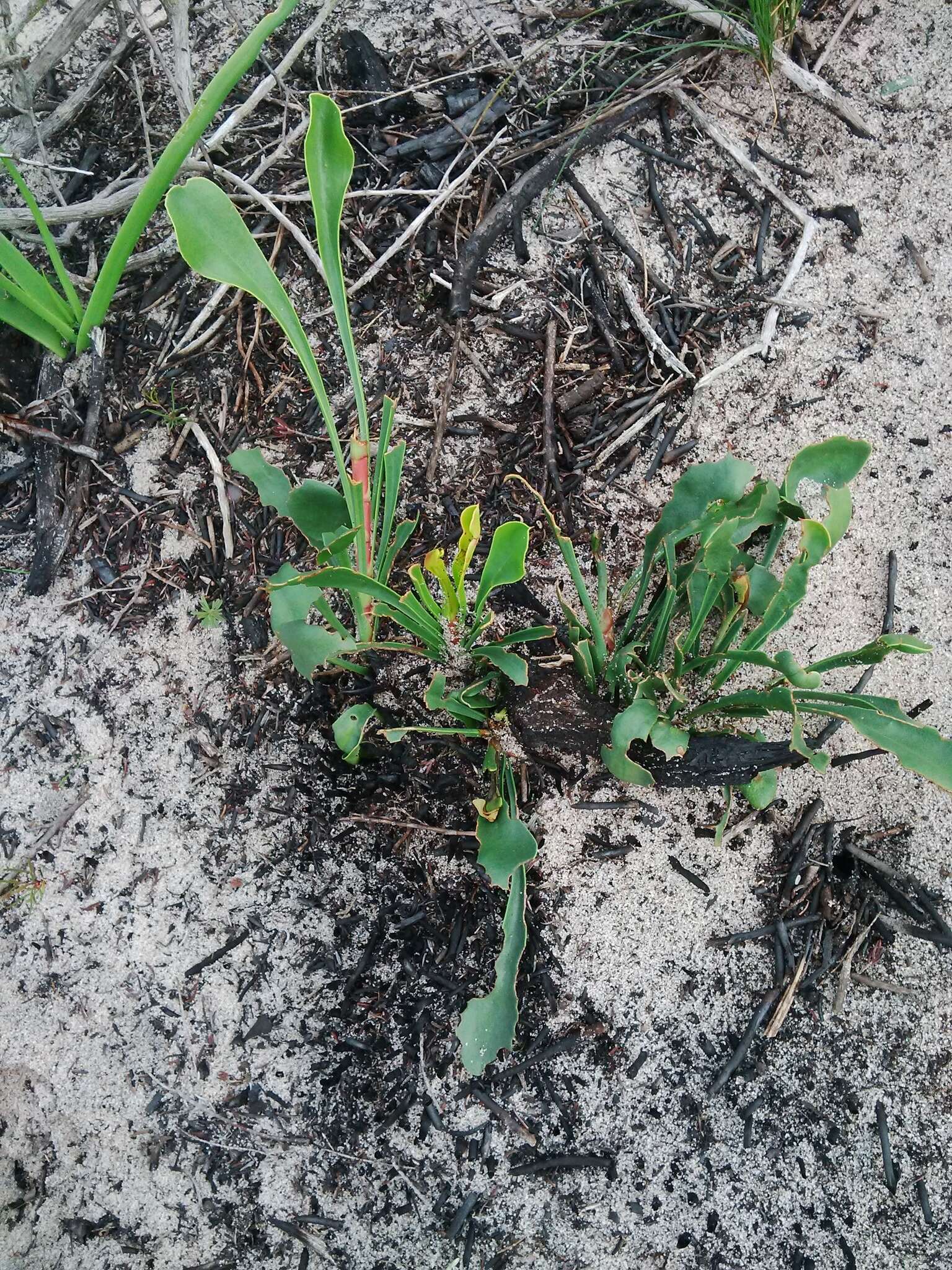 Afrolimon purpuratum (L.) I. A. Lincz. resmi