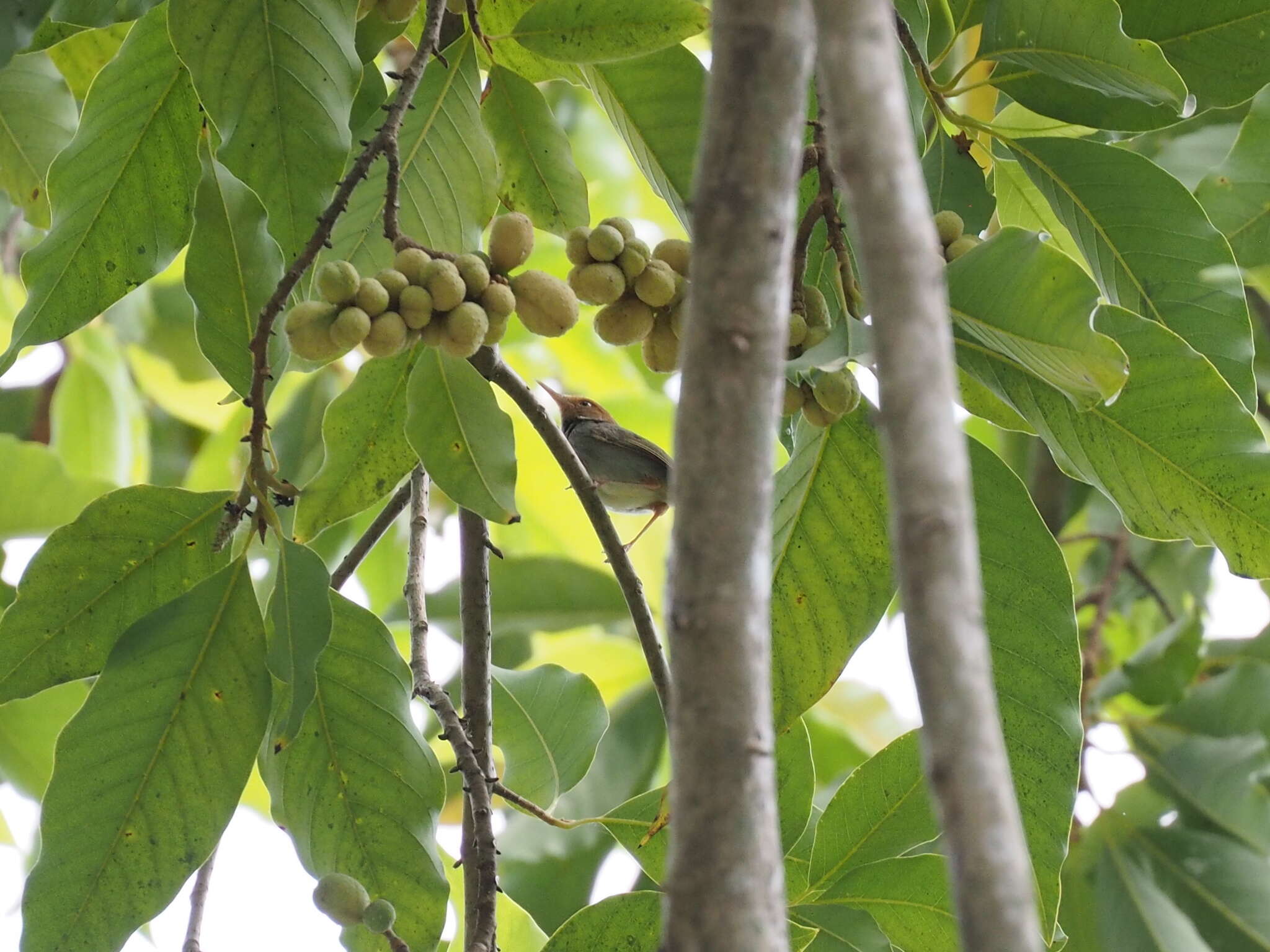 Image of Olive-backed Tailorbird