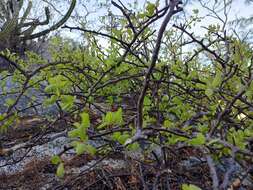 Image of Bursera rupicola León de la Luz