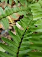 Image of Hyposada kadooriensis Galsworthy 1998