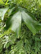 Image of Fishtail Palm