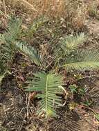 Image of Cycad