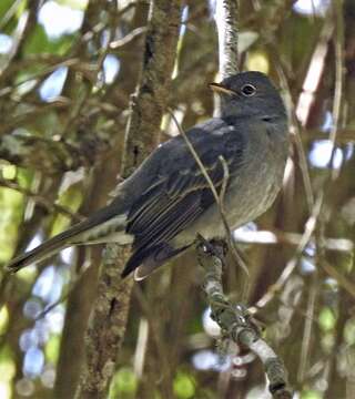 Image of Slaty Elaenia