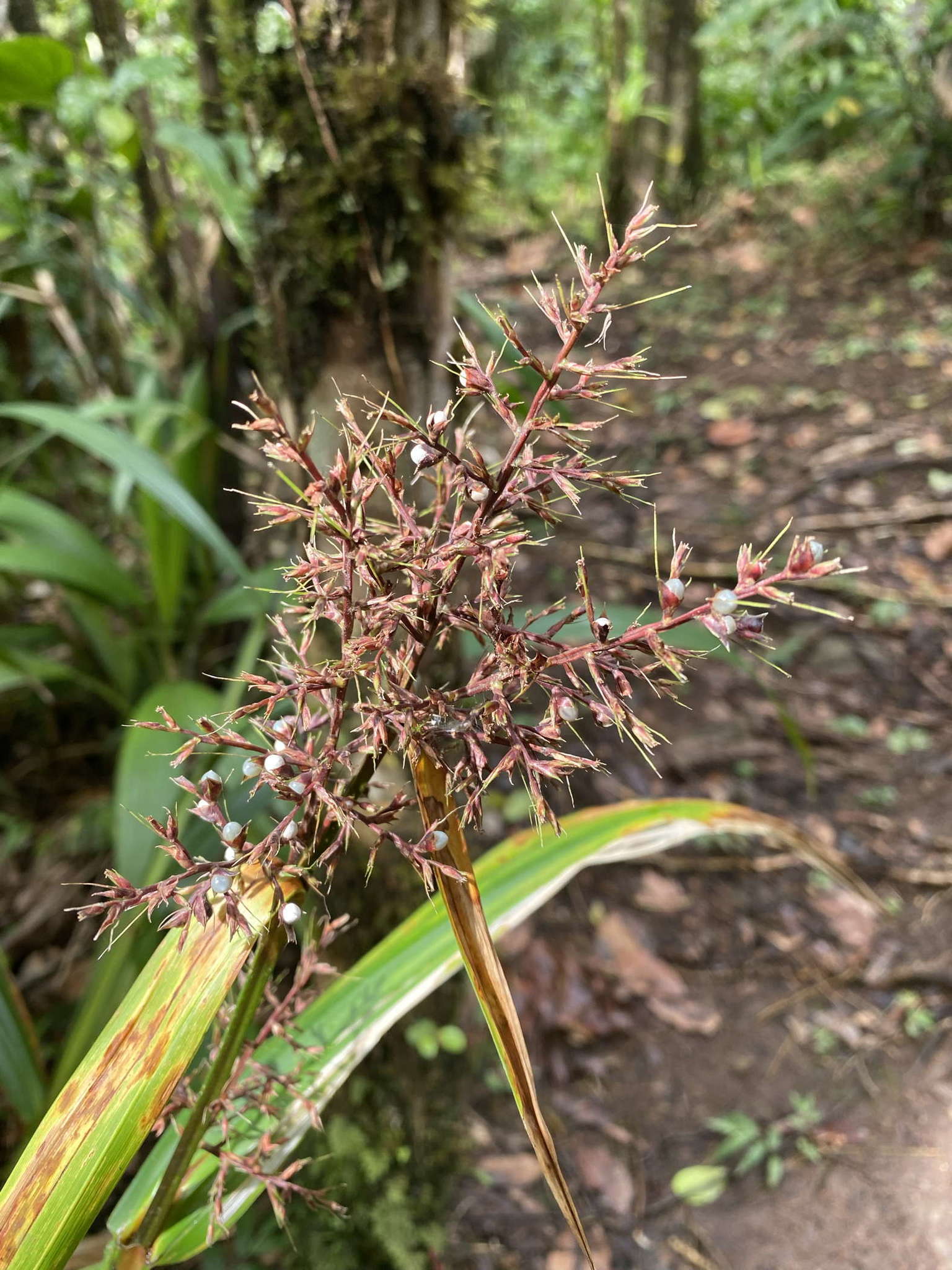 صورة Scleria latifolia Sw.