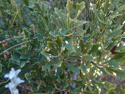 Image of Morella quercifolia (L.) D. J. B. Killick