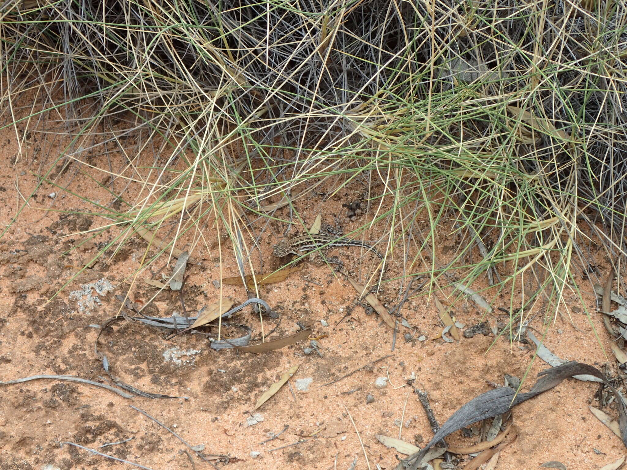 Ctenophorus fordi (Storr 1965) resmi