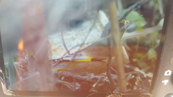 Image of Grey-capped Greenfinch