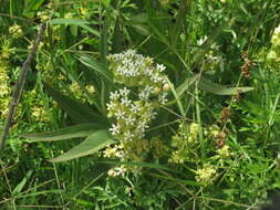 Image of Asclepias mellodora St. Hil.