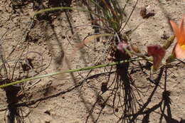 Image of Romulea setifolia var. setifolia