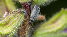 Macrotylus herrichi (Reuter 1873) resmi