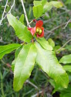 Image of Mickey Mouse plant