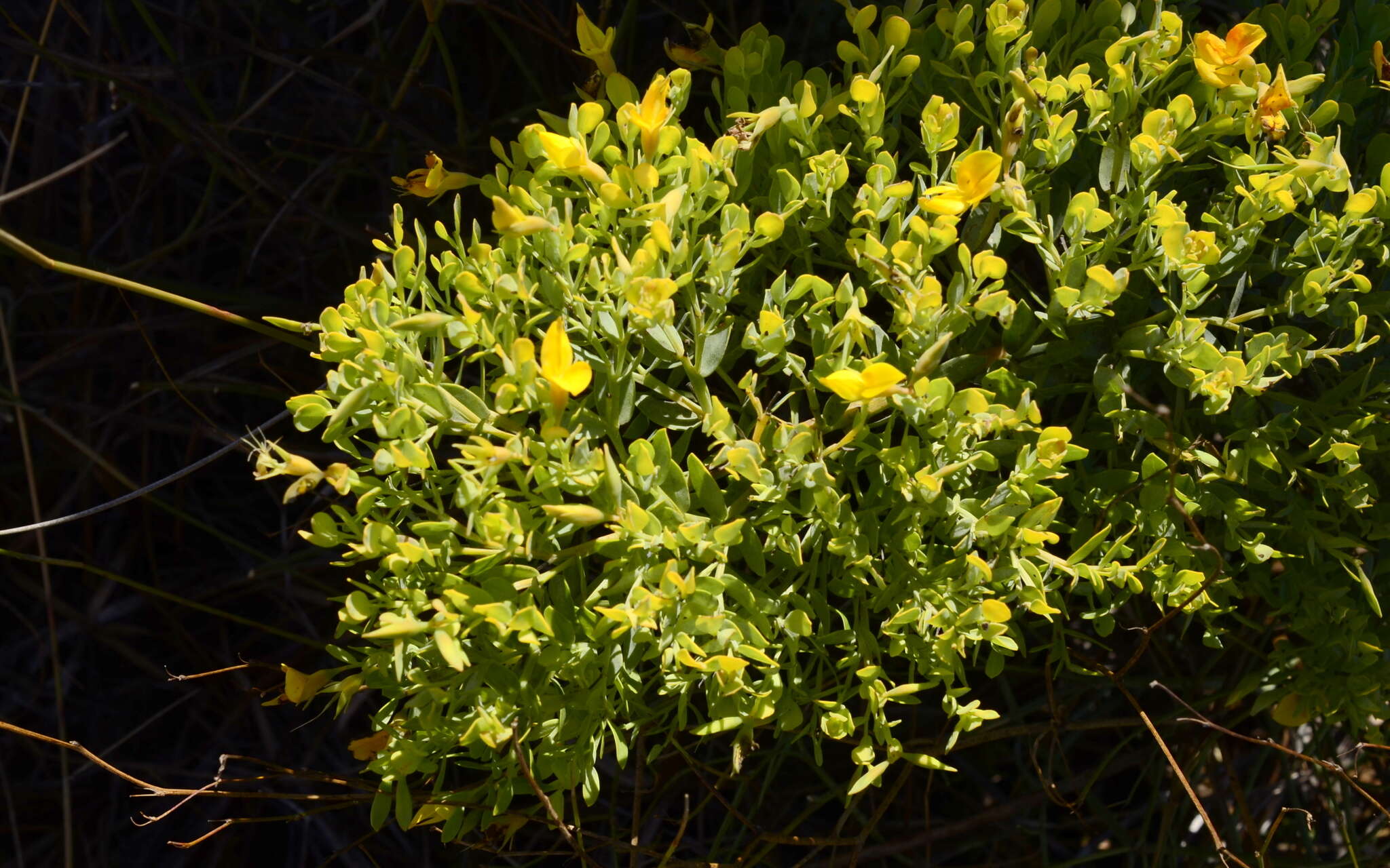 Image of <i>Rafnia <i>angulata</i></i> subsp. angulata