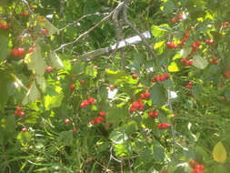 Image of fireberry hawthorn