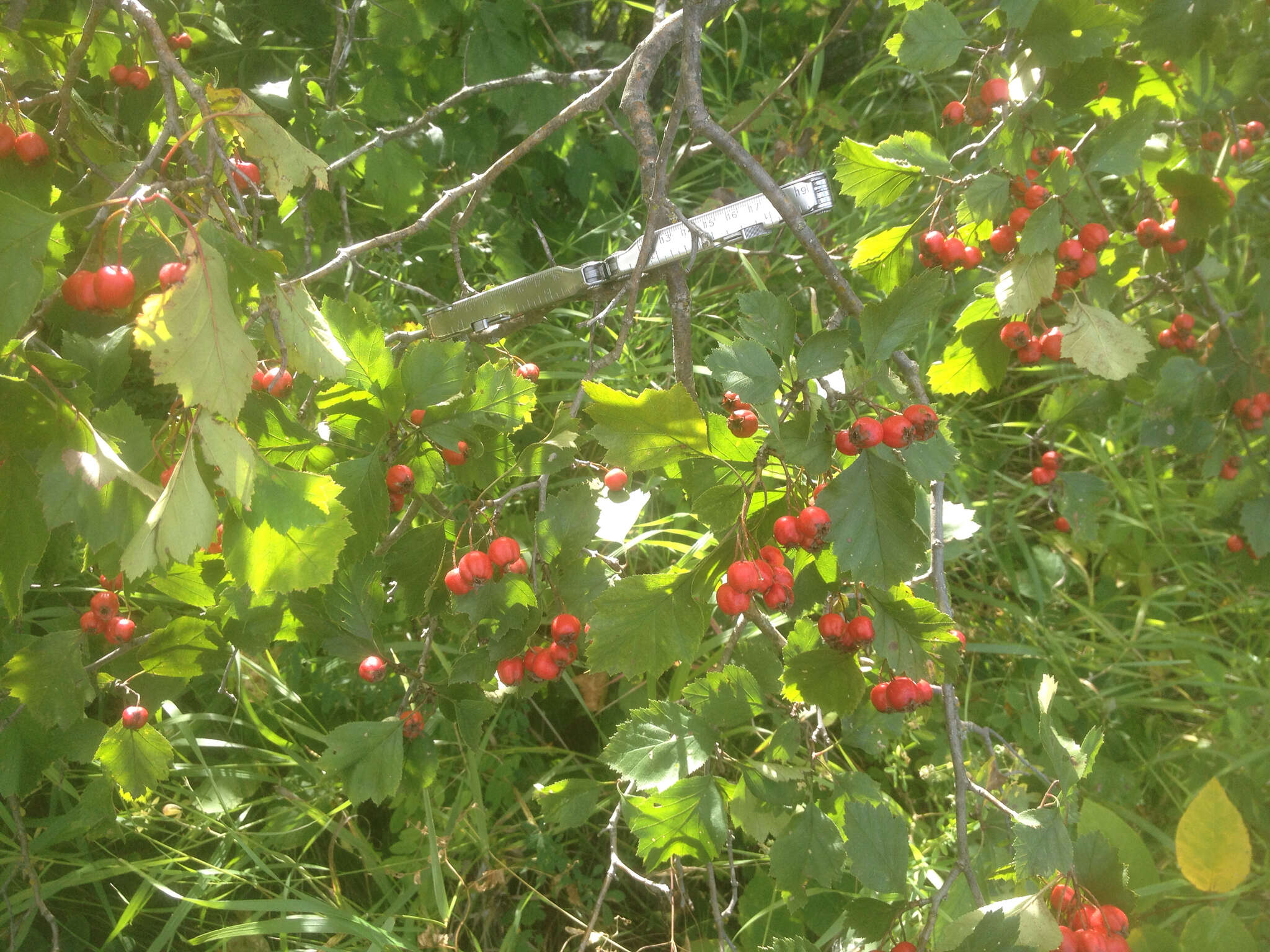 Image of fireberry hawthorn