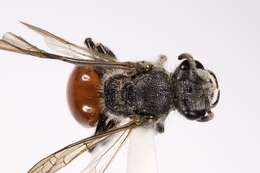 Sphecodes confertus Say 1837的圖片