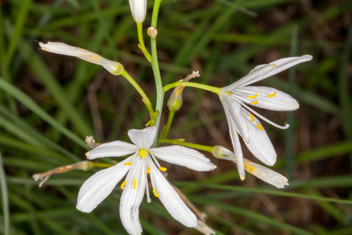 Image of St. Bernard’s lily