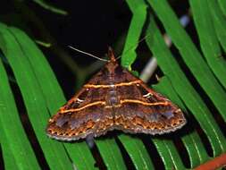 Image of Bertula delosticha Swinhoe 1906