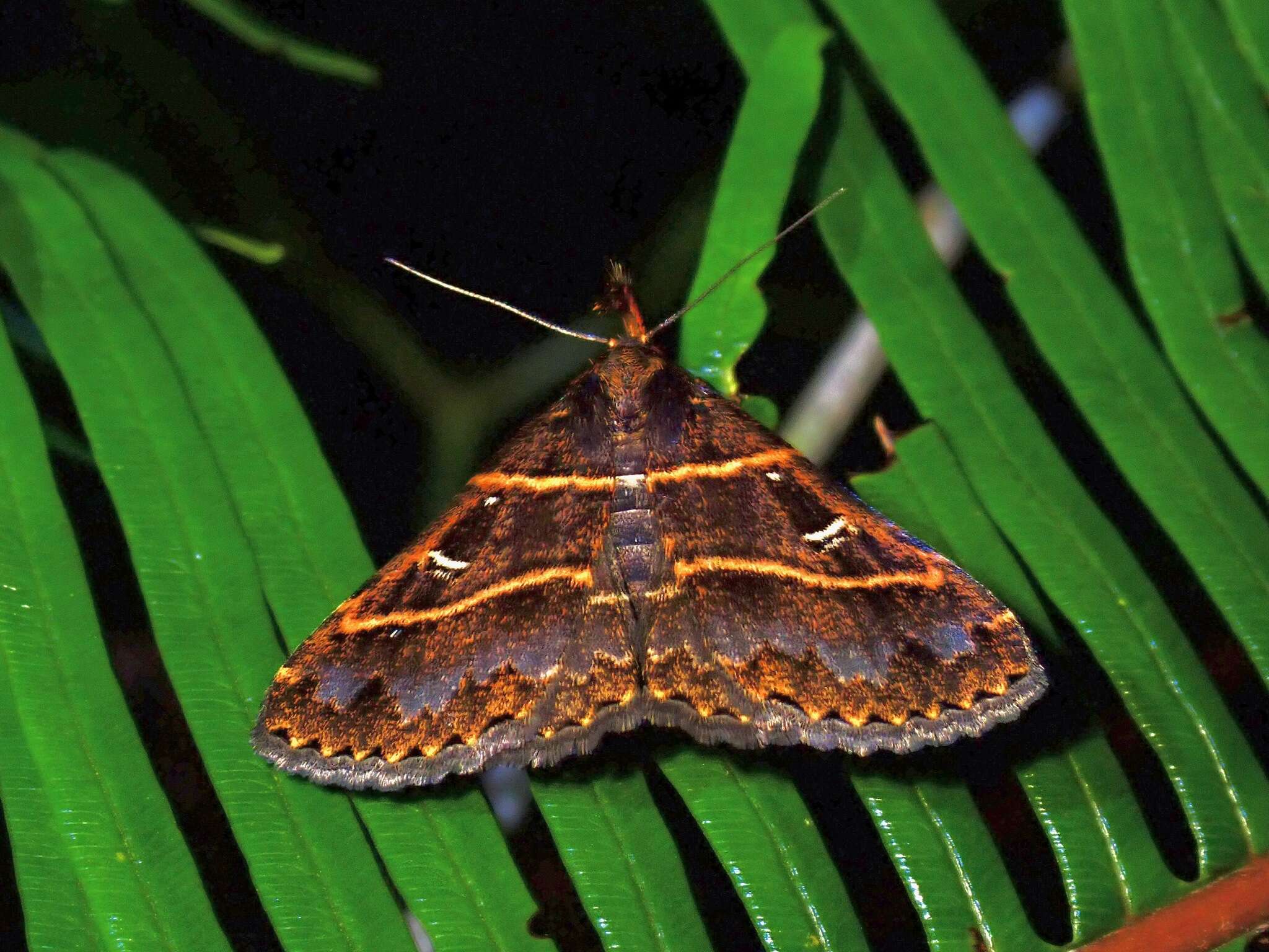 Image of Bertula delosticha Swinhoe 1906