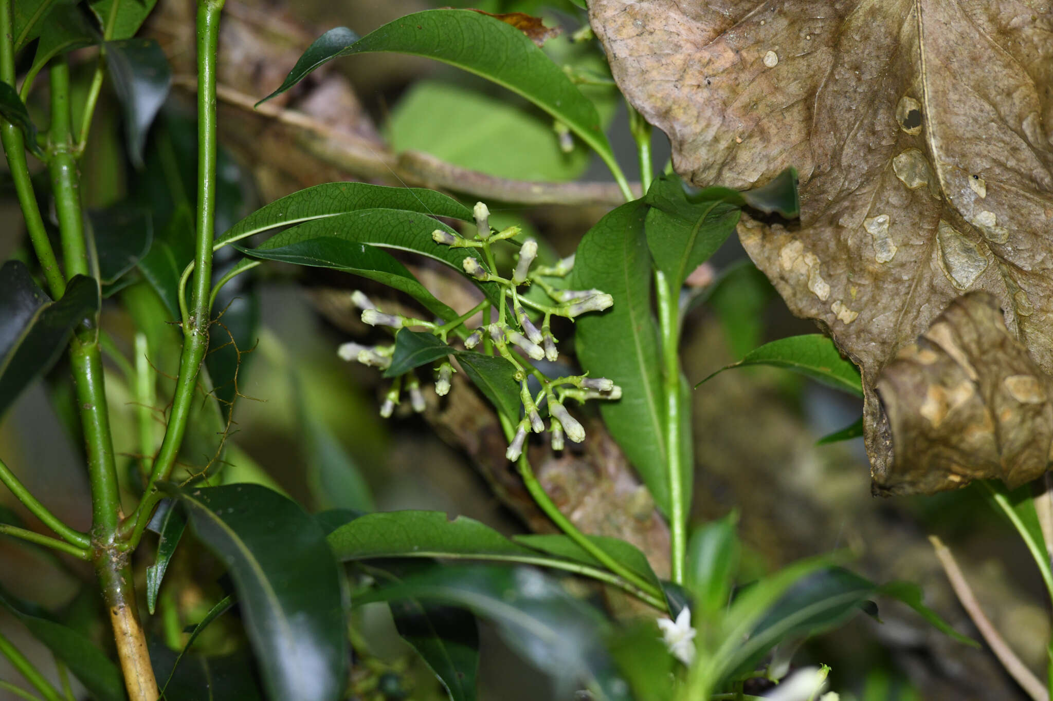 Image of Palicourea salicifolia Standl.