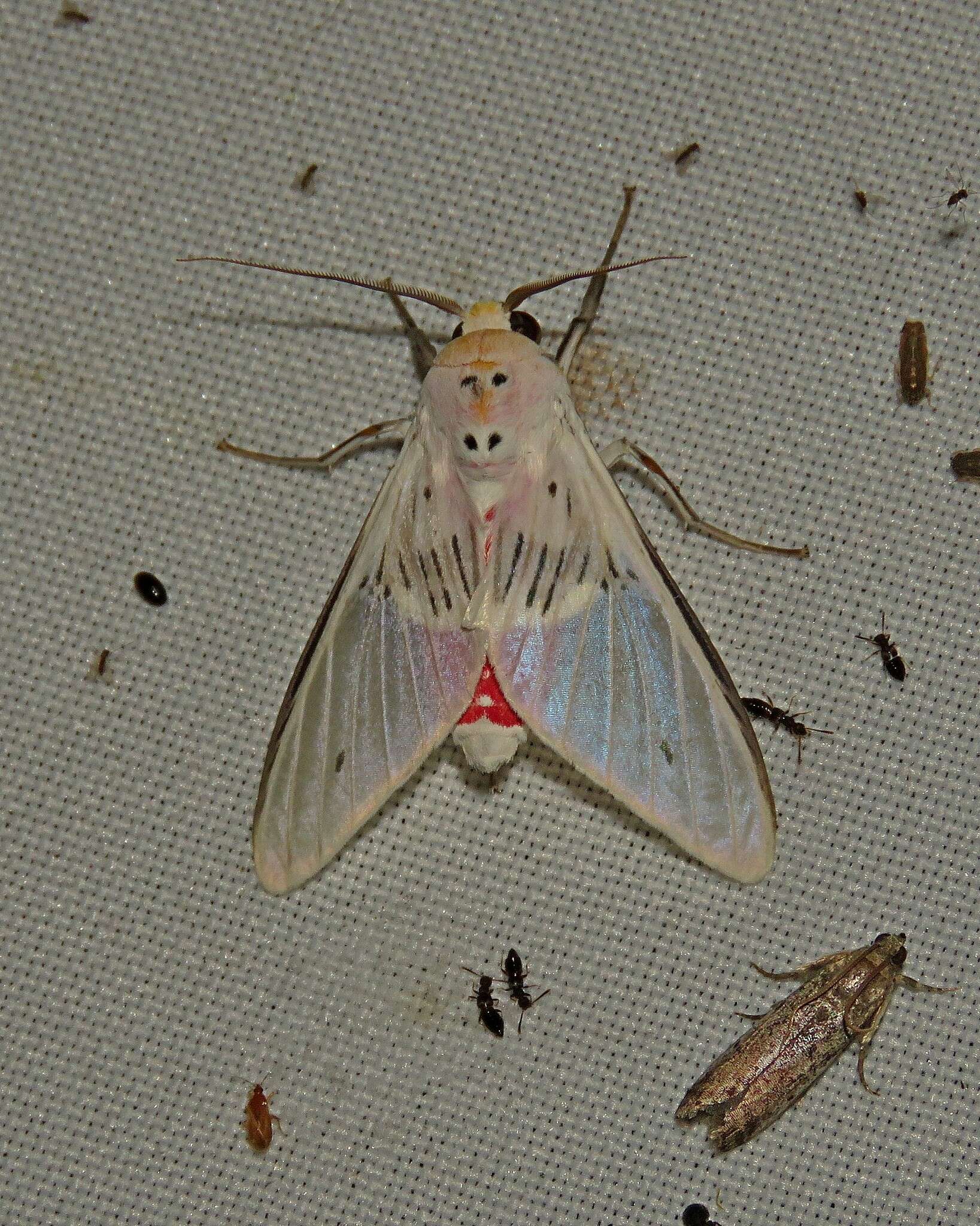 Sivun Idalus aleteria Schaus 1905 kuva